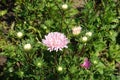 Buds and light pink flower of China aster in August Royalty Free Stock Photo