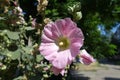 Buds and light pink flower of hollyhock in August Royalty Free Stock Photo