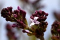 Buds and a lone lilac flower