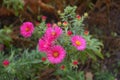 Buds and magenta colored flowers of Michaelmas daisies in October Royalty Free Stock Photo