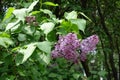 Buds and mauve flowers of lilac