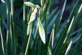 Buds of a multiflowered narcissus. Royalty Free Stock Photo