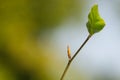 Buds and new leaf in spring on a budding tree with smooth bokeh background