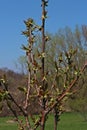 Buds and Newly Formed Leaves on a Cherry Tree in Spring in Wisconsin