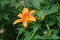 Buds and one orange flower of Hemerocallis fulva Royalty Free Stock Photo
