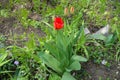 Buds and one red flower of tulip Royalty Free Stock Photo