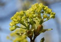 Buds opening into leaves and flowers  of a Field Maple Tree, Acer campestre, in springtime. Royalty Free Stock Photo