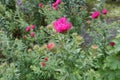 Buds and opening magenta colored flower of Michaelmas daisies Royalty Free Stock Photo