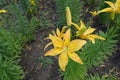 Buds and orangey yellow spotted flowers of lilies in June Royalty Free Stock Photo