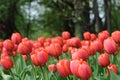 Buds Oxford Red Tulips a lawn in the city park