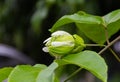 The buds of Passion Fruit on the vine. Royalty Free Stock Photo