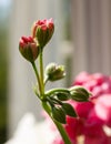 Buds of Pelargonium hortorum