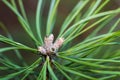 Buds of pine branches