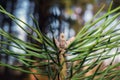 Buds of pine branches