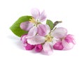 Buds of pink apple tree flowers with green leaf on white, isolate Royalty Free Stock Photo
