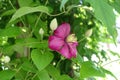 Buds and pink flowers of Clematis in June Royalty Free Stock Photo