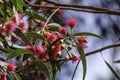 Buds and pink flowers of a flowering eucalyptus leucoxylon megalocarpa tree close-up. Royalty Free Stock Photo