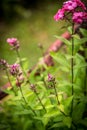 buds of pink phlox