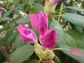 partially opening buds of pink purple rhodendrum flowers