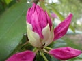 closed up bud of pink purple rhodendrum flowers (late spring blooms)