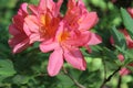 buds of pink summer flowers of rhododendron on a background of green grass Royalty Free Stock Photo