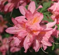 buds of pink summer flowers of rhododendron on a background of green grass Royalty Free Stock Photo