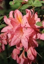 buds of pink summer flowers of rhododendron on a background of green grass Royalty Free Stock Photo