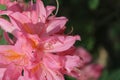 buds of pink summer flowers of rhododendron on a background of green grass Royalty Free Stock Photo