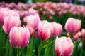 Buds of pink tulips Royalty Free Stock Photo