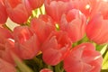 Beautiful spring bouquet of pink tulip flowers with green leaves on a natural background. Stock Photo