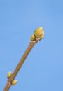 Buds of a plane tree Royalty Free Stock Photo