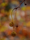 The buds of the plane tree with the old seeds of last year and rain drops Royalty Free Stock Photo