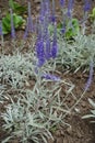 Buds and purple flowers of Veronica incana Royalty Free Stock Photo