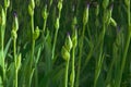 Buds of purple irises ÃÂris with green leaves in the garden in spring Royalty Free Stock Photo