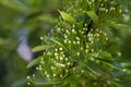 The buds of Pyracantha are serrated, Nepalese hawthorn with white flowers. Beautiful spring flower background, selective