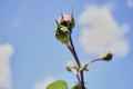 Buds reach for the Sky Royalty Free Stock Photo