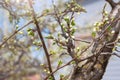 Buds ready to bloom into flowers on a fruit tree branch in the garden in early spring, blurred natural background Royalty Free Stock Photo
