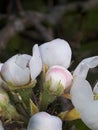 Pear Blossom is one of the early flowers of Spring in Northern England