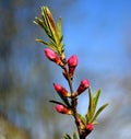 Buds of red flowers on a branch in the spring in the park