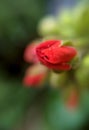 Buds of red geranium. Macro photograpy Royalty Free Stock Photo