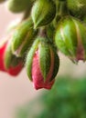 Buds of red geranium. Macro photograpy Royalty Free Stock Photo