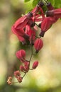 Red Passion Flower buds Royalty Free Stock Photo