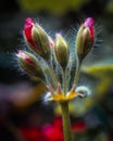 buds of red roses blooming in the garden Royalty Free Stock Photo