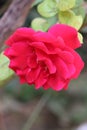 Buds of red roses among green leaves.Red rose flower blooming in roses garden on background red roses flowers Royalty Free Stock Photo