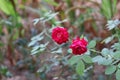 Buds of red roses among green leaves.Red rose flower blooming in roses garden on background red roses flowers Royalty Free Stock Photo