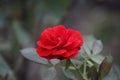 Buds of red roses among green leaves.Red rose flower blooming in roses garden on background red roses flowers Royalty Free Stock Photo