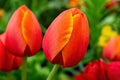 Buds of red tulips on a field of flowers close-up. Selective focus with the focus on the petals of a tulip Royalty Free Stock Photo