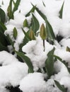 Buds of red tulips peek out from under the snow.Spring has fallen snow on green leaves. Nature phenomenon Royalty Free Stock Photo
