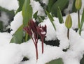 Buds of red tulips and sprouts of peonies peek out from under the snow.Spring has fallen snow on green leaves.A phenomenon of Royalty Free Stock Photo