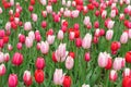 Buds red, red with white and pink with white tulips. A lawn in a city park
